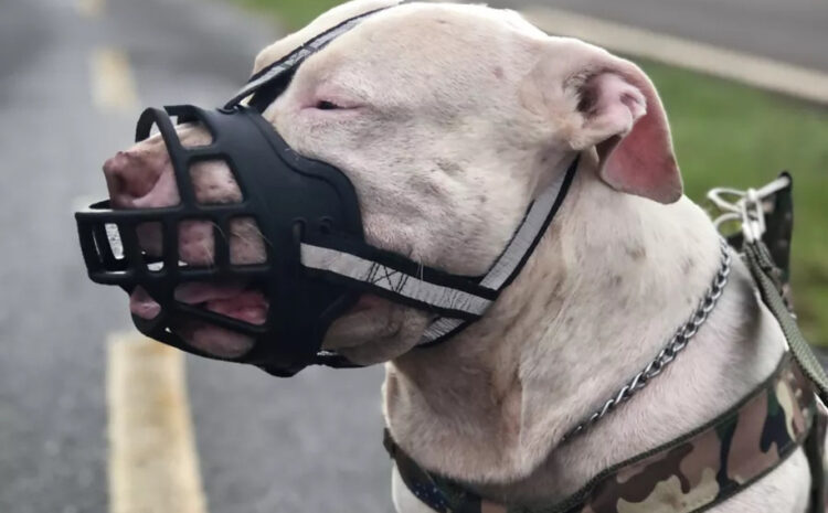  Lei do Pit Bull é regulamentada 18 anos após aprovada pela Alesc
